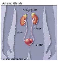 adrenal gland malfunction symptoms